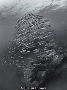 Perpetual

Chevron Barracuda  - Sphyraena qenie

Sail... by Stefan Follows 